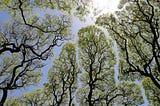 ‘Crown Shyness’