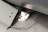 Cat Tales: To Die Alone, Without A Name