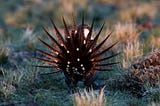 Seven Steps to Save Sage-Grouse