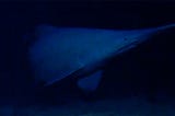 Field Note: When the Deep Sea Still Looks Mythical