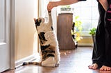 Want to Start Cat Clicker Training? Here’s How!