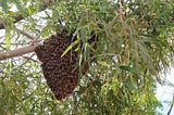 March is Here — Let the Swarming Begin