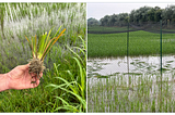 Distrutto! Vandali distruggono un campo sperimentale di riso in Italia