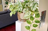 Exploring the Diversity and Beauty of Variegated Pothos Plants