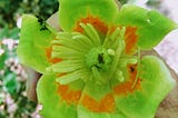 Green and Orange Flower