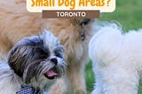 3 small dogs off-leash facing the right direction - image is the Pinterest Pin for 