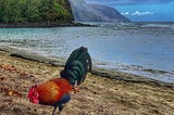 Rooster at the end of the island #napalicoast #keebeach #Kauai