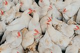 Bird Flu’s Breeding Grounds: the path to a safer food future
