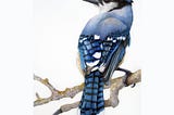 Blue Jay