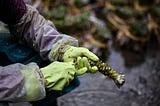 Japan’s wasabi producers farm ‘green gold’