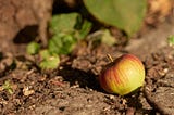 My Year In Apple’s Fruit Basket 2025