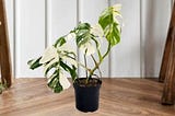 Monstera Albo — How To Propagate, Grow, And Care