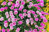 Close-up picture of pink and white flowers