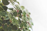 Research Concludes That Houseplants Are More Vital To A Healthy Environment Than Ever