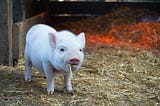 The pig that saved its owner from a heart attack
