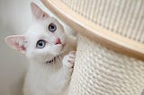 What You Should Know About Cats Before Getting One Home