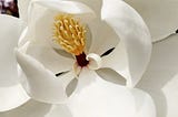 The Stunning Southern Magnolia Tree and its Flower