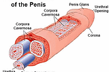 The Basics of Penis Anatomy — How Your Penis Works