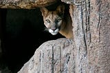 The Ancestors Pulled the Tail of the Cougar