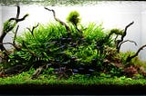 Can I use stones and driftwood in My Planted Aquascape?