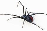 What do you know about Redback Spiders in Australia? Here is what you need to know!