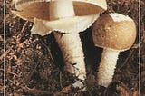 PDF © FULL BOOK © ‘’Mushrooms Demystified‘’ EPUB [pdf books free] @David Arora