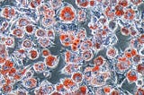 The Virus That Reprograms Your Fat Cells