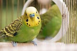 How Do You Take Care of a Bird for the First Time? Expert Tips