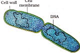 Bacteria | Bacteria diagram | Types of bacteria | Reproduction in bacteria