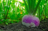 Planting turnip seeds in your garden is a rewarding and low-maintenance way to enjoy these nutritious veggies.