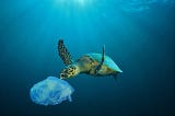 Do Sea Turtles Bite? — Myth vs. Reality 2023