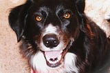 Lily Troi, a beautiful border collie with spiritual eyes and a joyful smile.