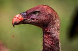 Vultures Are Revolting: Here’s Why We Need To Save Them