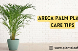 Areca Palm Plant Care Tips