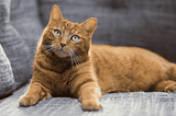 Did you know? Doja Cat Agora Hills 2024 and the Charm of White Persian Cats