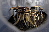 The Art of Growing Magic Mushrooms: Best Practices and Techniques for Optimal Results