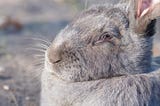 Giant rabbit waiting in the best large rabbit cage