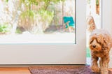 Wayzn Smart Pet Door Review 2021