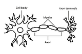 A brief history of AI (2/n): The neuron