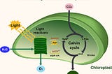 Photosynthesis for Humans