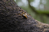 8 Facts on Banana Spiders Of Florida