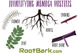 How to properly identify Mimosa Hostilis