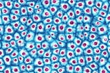 An A-Level student’s case for Embryonic Stem Cell Research