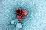 The Quest to Eradicate Multiple Sclerosis with Epstein-Barr Virus (EBV) Vaccine