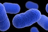What is L. monocytogenes, the bacteria that causes listeria?