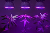 What to Monitor in Your Cannabis Grow Room