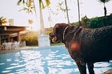 Heatstroke in Dogs: Why You Need to Act Quickly!
