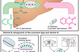 Vitamin K-antagonists and Heparin — origin, structure, and mechanism of action