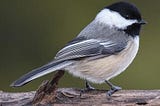 Thinking Citizen Blog — Bird Songs — The American Robin, The Black-Cap Chickadee, and The Northern…