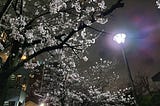Flowering Cherry Blossoms, Falling Rain— Beginning my Journey in Japan